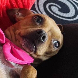 PRISCA | Raza Chihuahua | Perdida