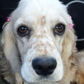 MÍA | Raza Cocker Spaniel Americano | Perdida