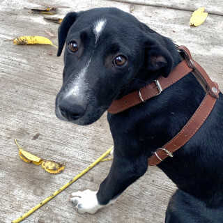 CAPULÍN | Raza Mestizo | En Adopción