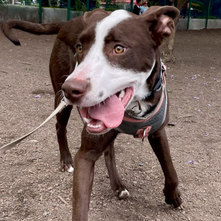 HADES | Raza Mestizo, cruza de American Pitbull Terrier | En Adopción