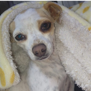 NALA | Raza Chihuahua | Perdida