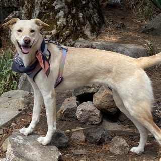 SABINE | Raza Mestiza, cruza de Labrador | Final Feliz