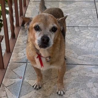 Foto de PULGA