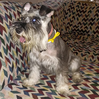 PIMIENTA | Raza Schnauzer | Perdida