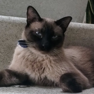 COSMO | Raza Siamés Punto Foca | Perdido