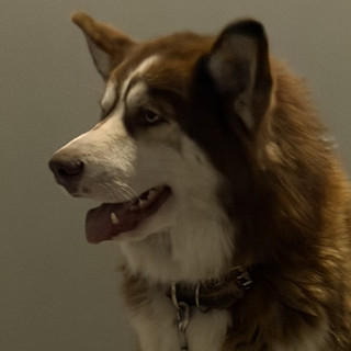  | Raza Husky Siberiano | Final Feliz