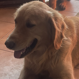 SIMBA | Raza Golden Retriever  | Final Feliz