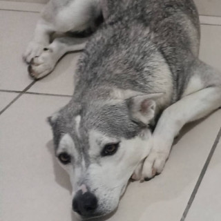 ALBÓNDIGA | Raza Husky Siberiano | Perdida