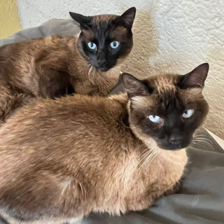 Foto de OREO Y GORDO