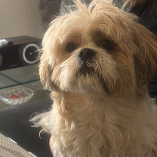 GINO | Raza Shih Tzu  | Final Feliz