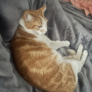 CANELO | Raza Doméstico Américano de Pelo Corto | Perdido