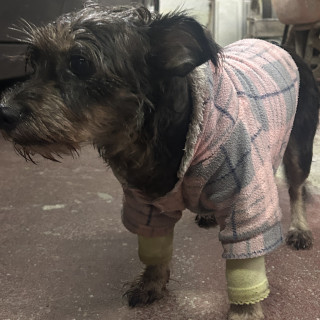  | Raza Mestiza, cruza de Schnauzer | Final Feliz