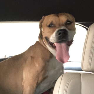  | Raza Mestizo,  cruza de American Pitbull Terrier con Bóxer | Encontrado