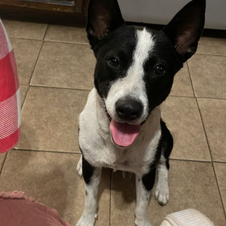 ZEUS | Raza Mestizo, cruza de Border Collie con Jack Russell Terrier | Perdido