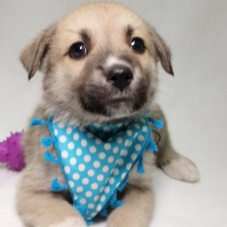 USAGITTO | Raza Mestizo,  cruza de Husky con Labrador | En Adopción