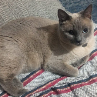 KIDA | Raza Siamés Punto Azul | Final Feliz