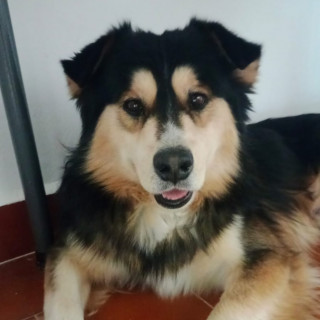  | Raza Mestizo, cruza de Husky con Border Collie | Encontrado