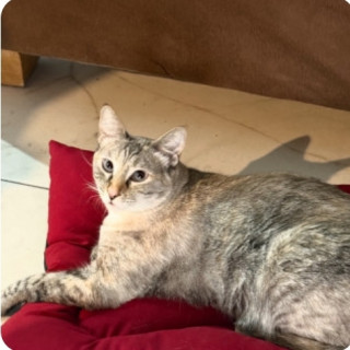 HUATONA | Raza Doméstico Américano de Pelo Corto | Final Feliz