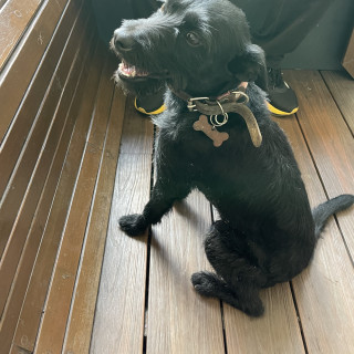  | Raza Mestiza, cruza de Schnauzer | Final Feliz