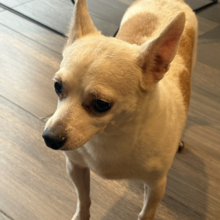  | Raza Chihuahua | Encontrado