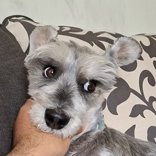 BIGO | Raza Schnauzer | Final Feliz