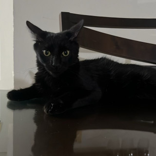 NEGRITO | Raza Angora Turco Negro | Perdido