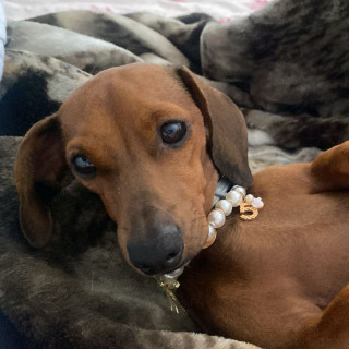 RITA | Raza Dachshund o Salchicha  | Perdida