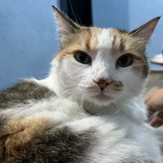 Foto de CHILI