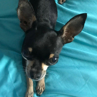 BEUTY | Raza Chihuahua | Perdida