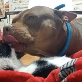 CIRUELA | Raza American Pitbull Terrier | Perdida