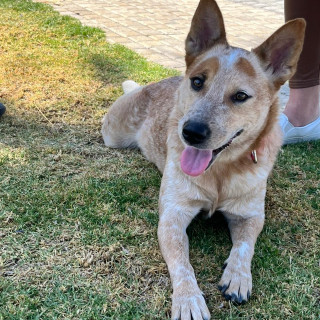 MARA | Raza Ganadero Australiano Red Heeler | Final Feliz