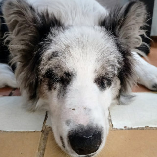  | Raza Border Collie  | Encontrada