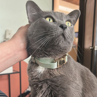 MIKA | Raza Ruso Azul | Perdida