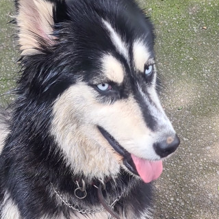  | Raza Husky Siberiano | Final Feliz