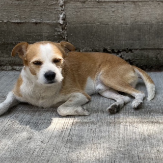 MAX | Raza Mestizo, cruza de Jack Russell Terrier | Perdido