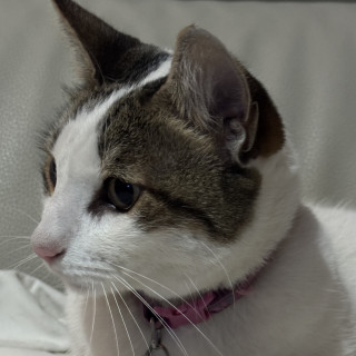 BLAS | Raza Doméstico Américano de Pelo Corto | Perdido