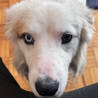  | Raza Mestizo | Encontrado