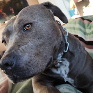 GRIZZLY | Raza American Pitbull Terrier | Perdida