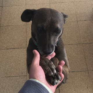 COCOA | Raza Mestiza | Final Feliz