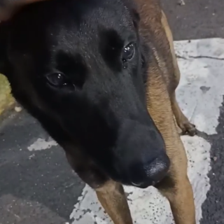  | Raza Pastor Belga Maliniois | Encontrado