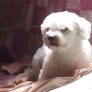 MAIKY | Raza French Poodle o Caniche | Perdido