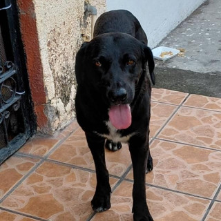 Foto de CAIMÁN