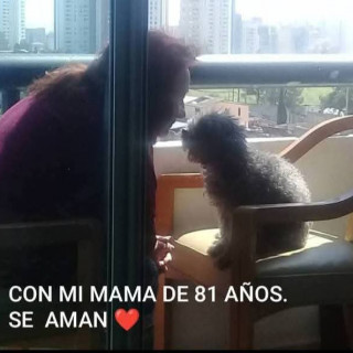 LUPITA | Raza French Poodle o Caniche | Perdida