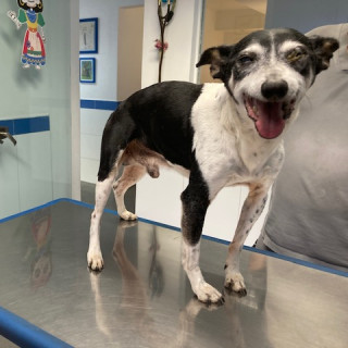  | Raza Mestizo, posible cruza de Fox Terrier | Encontrado