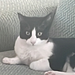 Foto de SILVESTRE