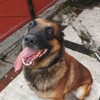  | Raza Pastor Belga Maliniois | Encontrado