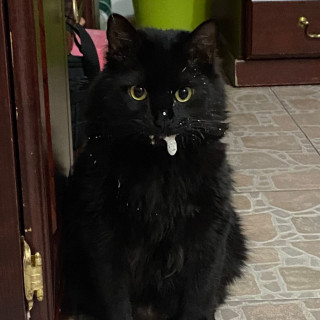 LOKI | Raza Angora Turco Negro | Perdido