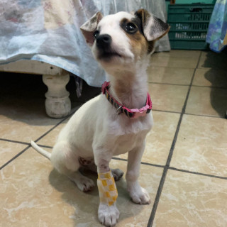 AMERY | Raza Mestiza, posible cruza de Fox Terrier | En Adopción