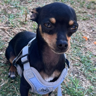 Foto de DOBBY