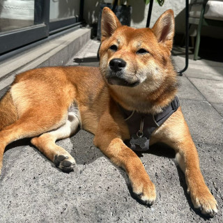 HACHI | Raza Shiba Inú | Final Feliz